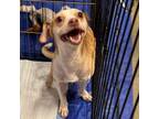 Adopt Antonio F NV a Greyhound