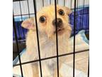 Adopt Mr Mohawk F NV a Terrier