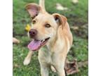 Adopt Loggins a Yellow Labrador Retriever, Shar-Pei