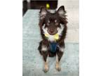 Adopt Simon a Pomeranian
