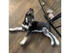 Adopt Spartacus a Cattle Dog, Husky