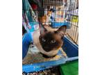Adopt Vigo a Domestic Short Hair