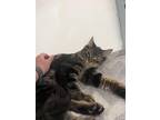 Adopt Raiden a Domestic Long Hair