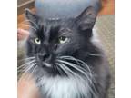 Adopt Marlon a Domestic Medium Hair