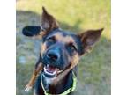 Adopt Mika a Shepherd