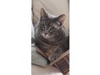 Adopt Gus a Tabby, Domestic Medium Hair
