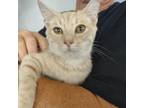 Adopt Tic tac a Domestic Short Hair