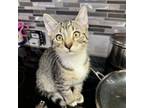 Adopt Jasper a Domestic Short Hair