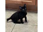 Adopt Obsidian a Manx, Domestic Short Hair