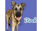 Adopt Birch a German Shepherd Dog