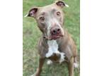 Adopt Hunter a Gray/Blue/Silver/Salt & Pepper Pit Bull Terrier / Staffordshire