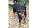 Adopt Rob a Black - with Brown, Red, Golden, Orange or Chestnut German Shepherd