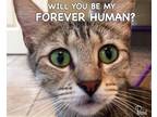 Adopt Rio a Tiger Striped Domestic Shorthair (short coat) cat in Spring Branch