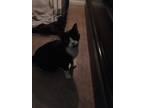 Adopt Ditto a Black & White or Tuxedo Domestic Shorthair (short coat) cat in