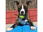Adopt Bucky a Brindle - with White Pit Bull Terrier / Mixed dog in Carmel