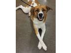 Adopt Muffin a White - with Red, Golden, Orange or Chestnut St.