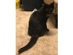 Adopt Tortilla a Tortoiseshell Domestic Shorthair (short coat) cat in
