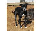 Adopt Raven a Black - with White Labrador Retriever / Mixed dog in House