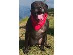 Adopt Carmelita a Black - with White Pit Bull Terrier / Labrador Retriever /