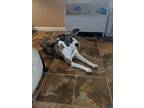 Adopt Sissy a Brindle - with White American Staffordshire Terrier / Pit Bull