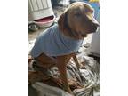 Adopt Toby a Red/Golden/Orange/Chestnut - with Black Labrador Retriever / Mixed