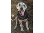 Adopt Venus a Black - with Tan, Yellow or Fawn German Shepherd Dog / Labrador