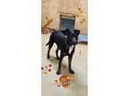 Adopt Prancer a Black - with White German Shepherd Dog / Mixed dog in Crenshaw