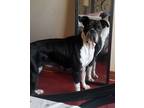 Adopt Plum a Black - with White Boxer / Mixed dog in Blanchard, OK (28068024)