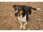 Adopt Gremlin a Tricolor (Tan/Brown & Black & White) Corgi / Bull Terrier /