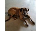 Adopt Rin a Brindle Labrador Retriever / Carolina Dog / Mixed dog in Spring