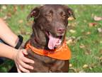 Adopt Latte a Brown/Chocolate Labrador Retriever / Chesapeake Bay Retriever /