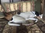 Adopt Maddie a Tan/Yellow/Fawn Labrador Retriever dog in Lawrenceville