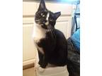 Adopt Oliver a Black & White or Tuxedo Domestic Shorthair (short coat) cat in