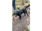 Adopt Clifford a Black Labrador Retriever / Mixed dog in Chattanooga