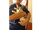 Adopt Minnie Pearl a Gray, Blue or Silver Tabby Domestic Shorthair (short coat)