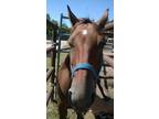 Adopt Ruth a Bay Quarterhorse horse in Alvin, TX (16372022)