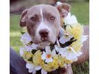 Adopt Molly a Gray/Silver/Salt & Pepper - with White American Pit Bull Terrier /