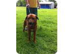 Adopt Hebert a Red/Golden/Orange/Chestnut Rottweiler / Golden Retriever / Mixed