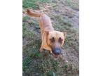 Adopt Rosie a Red/Golden/Orange/Chestnut - with Black Shepherd (Unknown Type) /