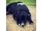 Adopt Maddi a Black - with White Retriever (Unknown Type) / American Pit Bull