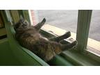 Adopt Tortie a Tortoiseshell Domestic Shorthair / Mixed (short coat) cat in