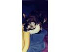 Adopt Vexa a Calico or Dilute Calico Calico / Mixed cat in Toledo, OH (22421236)
