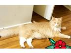 Adopt Treasure a Tan or Fawn (Mostly) Domestic Longhair / Mixed cat in Palmdale