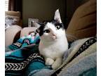 Adopt Raloh a Black & White or Tuxedo American Shorthair / Mixed cat in Omaha
