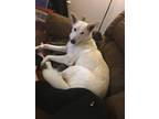 Adopt Portia a White - with Red, Golden, Orange or Chestnut German Shepherd Dog