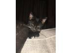Adopt Dixie a Black (Mostly) American Shorthair / Mixed cat in Carrollton