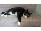 Adopt Layla a Black & White or Tuxedo Domestic Mediumhair / Mixed (medium coat)