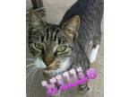 Adopt Willie a Tan or Fawn Tabby Domestic Shorthair (short coat) cat in