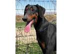 Adopt Zeus a Black - with Tan, Yellow or Fawn Doberman Pinscher / Mixed dog in