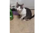 Adopt Scooter a Gray or Blue (Mostly) Domestic Shorthair (short coat) cat in